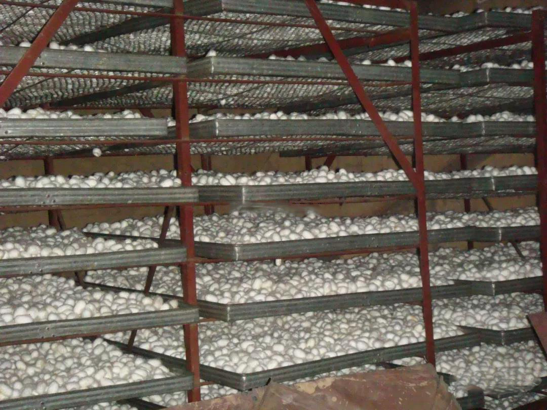 蠶繭熱泵烘干機